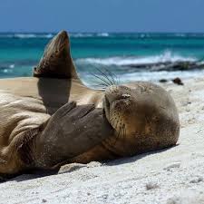 What Did One Marine Mammal Say To The Other That S The Sealiest Thing I Ve Heard Happy Friday All Photo Of Hawaiian Monk Seal Animals Marine Mammals