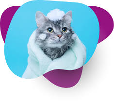 Identify which uk pet microchip database a microchip is registered with. Official Uk Pet Microchip Database Wetrace