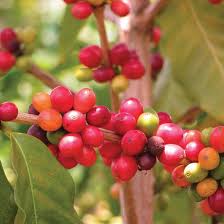 Image result for Coffea
