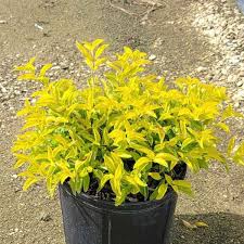 Image result for Duranta erecta