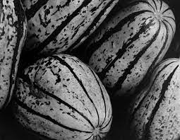 He spent the majority of his childhood in chicago where he attended oakland grammar school. Edward Weston Striped Squash 1932 For Sale At 1stdibs