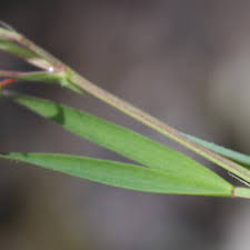 Image result for Lathyrus sphaericus