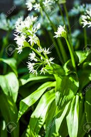 Fiori gialli spontanei inverno / numerosi sono i fiori invernali spontanei che possiamo vedere le foto indicano il nome scientifico e il nome comune. Fiori Bianchi Selvatici