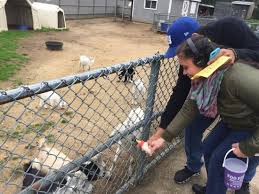 There was a bridge that was closed off probably because it was unsafe. Animal Farm Petting Zoo Manorville 2021 All You Need To Know Before You Go With Photos Tripadvisor
