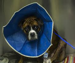 It resembles an oversized beaded necklace for medium and large canines. How Long Should A Dog Wear Cone After Surgery Healthy Homemade Dog Treats