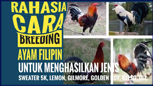 Kumpulan gambar mewarnai naruto ninja terhebat dari konohagakure. Rahasia Formula Breeding Menciptakan Ayam Sweater 5k Gilmore Kelso Lemon Dll Youtube