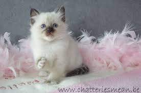 Sacres De Birmanie Males Et Femelles Acheter Un Chaton Sacre De Birmanie Belgique Sacre De Birmanie Eleveur De Chien Photo Chat