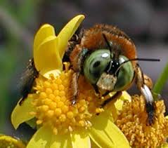 The common name carpenter bee derives from their nesting. Green Eyed Bee With Bluish Abdomen On Senecio Obovatus Xylocopa Micans Bugguide Net