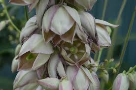 Image result for Monsonia glauca