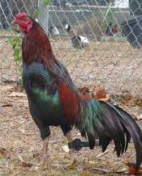 The Breeding Of Asil Grades Page 180 Game Fowl Pet Chickens Chickens And Roosters