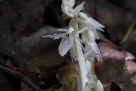 Image result for Epipogium roseum