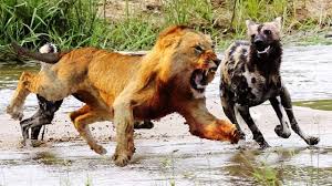 Lion Vs Hyena Battles In The Wild Animal Attack Cat Attack Animals