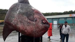 First you could change from a. Monstrous 1 Ton Ocean Sunfish Caught In Russia S Far East Thrown To The Bears Photo Rt World News