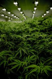 Before/after why you need to get your air ducts cleaned. Cannabis Air Duct Cleaning For Cultivation Facilities Clean Air Ducts Llc