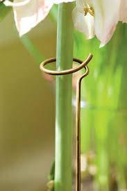 Adjustable Amaryllis Stake Keeps Flowers Standing Tall Amaryllis Bulbs Amaryllis Care Garden Bulbs
