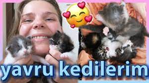 yavru kedilerimle tanisin annesiz yavrulara nasil bakilir youtube