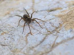 Many of these areas occur around doors and windows, especially in an apartment. What Goes On In The Minds Of Spiders 13 7 Cosmos And Culture Npr