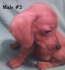 Check spelling or type a new query. Miniature Male Short Haired Dachshund For Sale In Tabor City North Carolina Classified Americanlisted Com