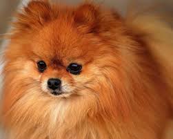 Pomeranian Dog Red Pomeranian Dog Cute Pomeranian Pomeranian Breed