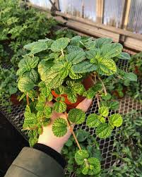 Image result for Pilea angolensis