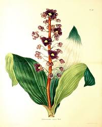 Image result for Commelinaceae