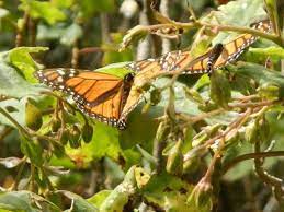 Santuario Chincua Mariposa Monarca Insects Animals Moth
