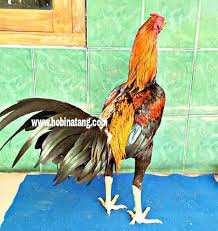 Ciri khas dari ayam pama jenis brasil yaitu ukuran tubuhnya yang lebih besar dari ayam pama lainnya. 10 Jenis Ayam Bangkok Terbaik Dan Bagus Untuk Dipelihara Hobinatang