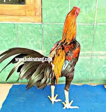 Ayam pamangon memiliki pukulan keras, dalam dan berefek. 10 Jenis Ayam Bangkok Terbaik Dan Bagus Untuk Dipelihara Hobinatang