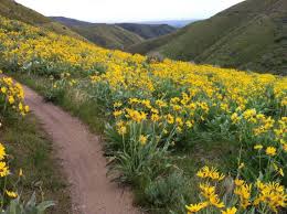 Checks should be made payable to boise modern quilt guild. Spring Wildflowers In Boise Where To Hike To See Them Idaho Statesman