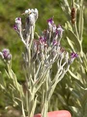 Image result for Setaria lindenbergiana