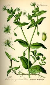 Image result for Stellaria