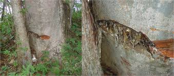 Image result for Hymenaea courbaril