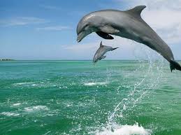 Kostenlose Wallpaper Zum Runterladen Ausgestopftes Tier Tiere Wild Verruckte Tiere