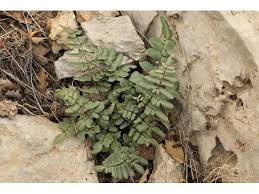 Image result for Pellaea dura