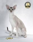Colorpoint Shorthair Kittens For Sale | Pets4You