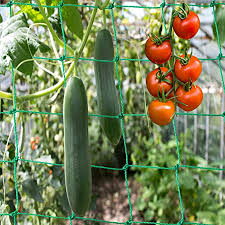 Gurken benötigen viele nährstoffe, um richtig wachsen zu. Ranknetz Premium Mit Grosser Maschenweite Fur Den Perfekten Wachstum Von Gurken Tomaten Und Kletterpflanzen Das Optimale Rankhilfe Netz Fur Garten Und Gewachshaus Grosse 3 5 X 2m Amazon De Garten