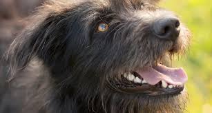 If there are multiple tumors that have spread to other areas such as the lymph nodes, life expectancy might. Common Respiratory Problems In Dogs Aesc Parker