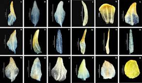 Image result for Satyrium orbiculare