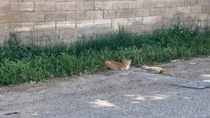 Damacana Kedi Haberleri Star