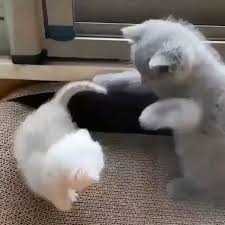 Pin By Cenap Yavuz On Kuslar In 2020 Cats Cats And Kittens Cat Memes