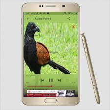 Lirik lagu suara burung dudut mp3 terpopuler full album terlengkap. Suara Burung Bubut Mp3 For Android Apk Download