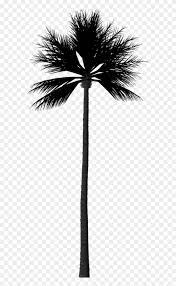 Find Hd Silhouette Palm Tree Fan Palm Tree Silhouette Hd Png Download To Search And Download More Fr Palm Tree Silhouette Tree Silhouette Palm Tree Outline
