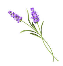 (2 cm) above the soil. Lavender Drawing Vector Images Over 2 900