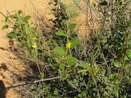 Image result for Grewia retinervis