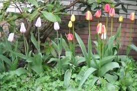 Das pflanzen von tulpen sieht bei den meisten sorten ähnlich aus und sollte im herbst erfolgen. Vermehrung Von Tulpen Blumenzwiebeln Ratgeber Garten Schluter