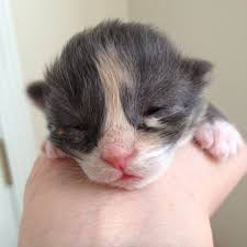 So when do kittens open their eyes? Week Old Kitten First Opening Her Eyes This Looks Like One Of My Babies Can T Wait Til They Open Their Eyes Animals Her Eyes Kitten