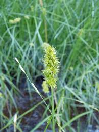 Image result for Carex steudneri