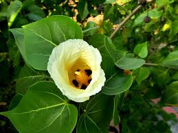 Image result for Thespesia populneoides