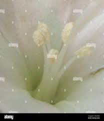 Image result for Seddera suffruticosa