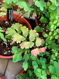 Image result for Adiantum soboliferum